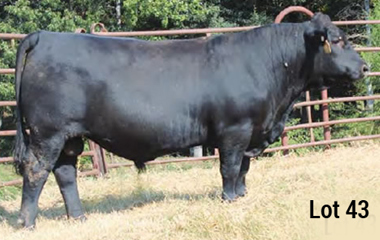 Lot 43 - TJB 921U HIGHLIGHT 578C ET